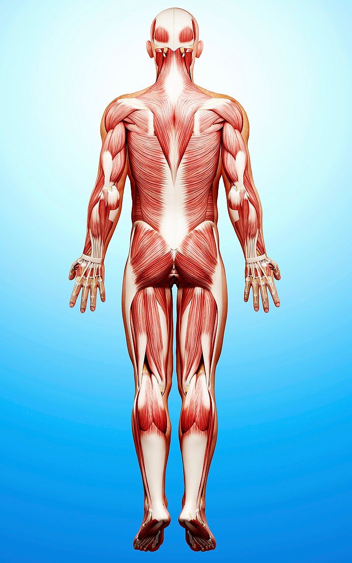 Male musculature,artwork