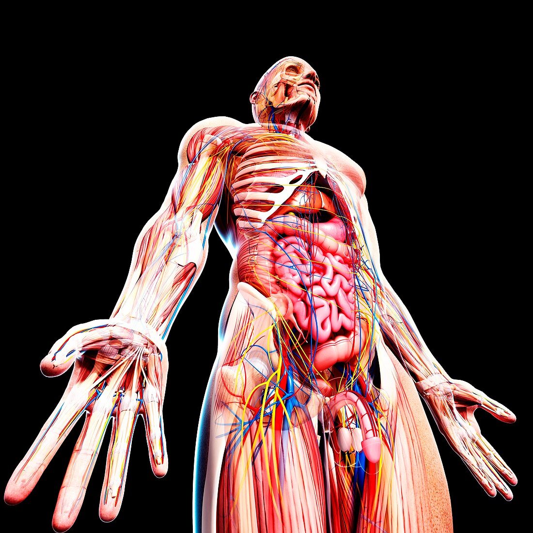 Male anatomy,artwork