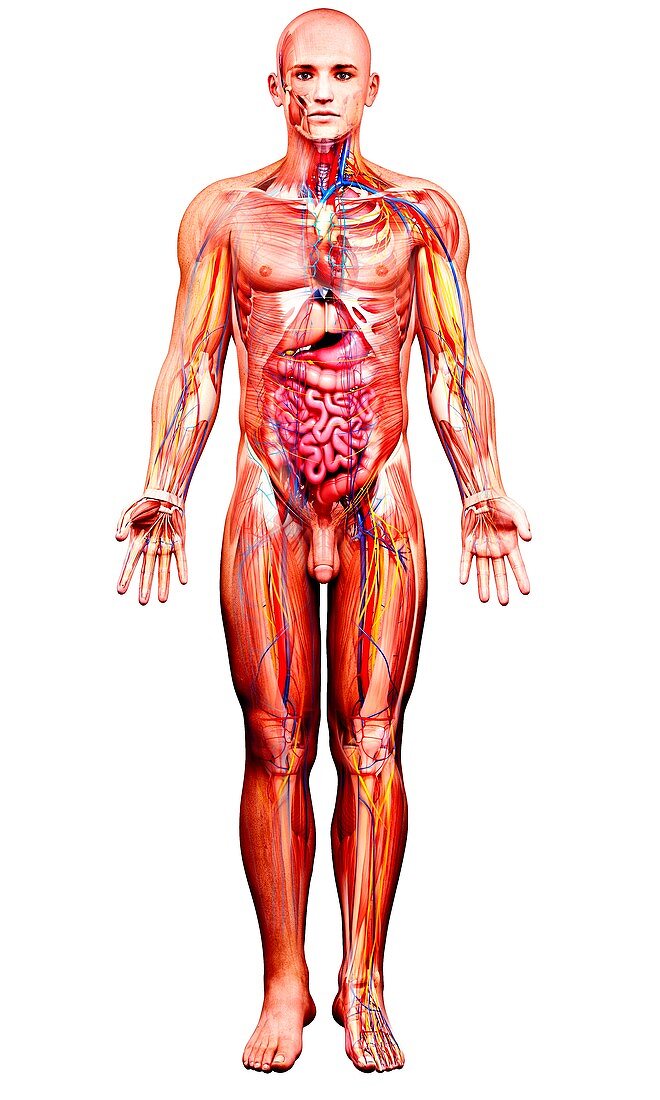 Male anatomy,artwork