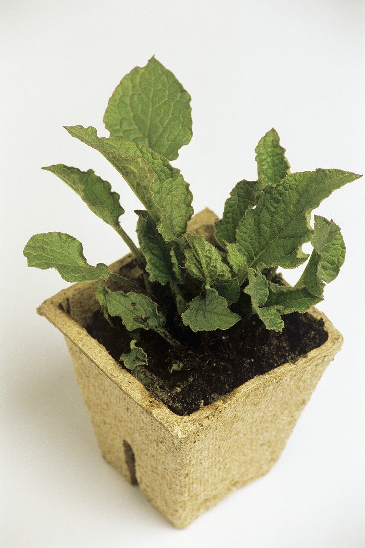 Comfrey plant in pot