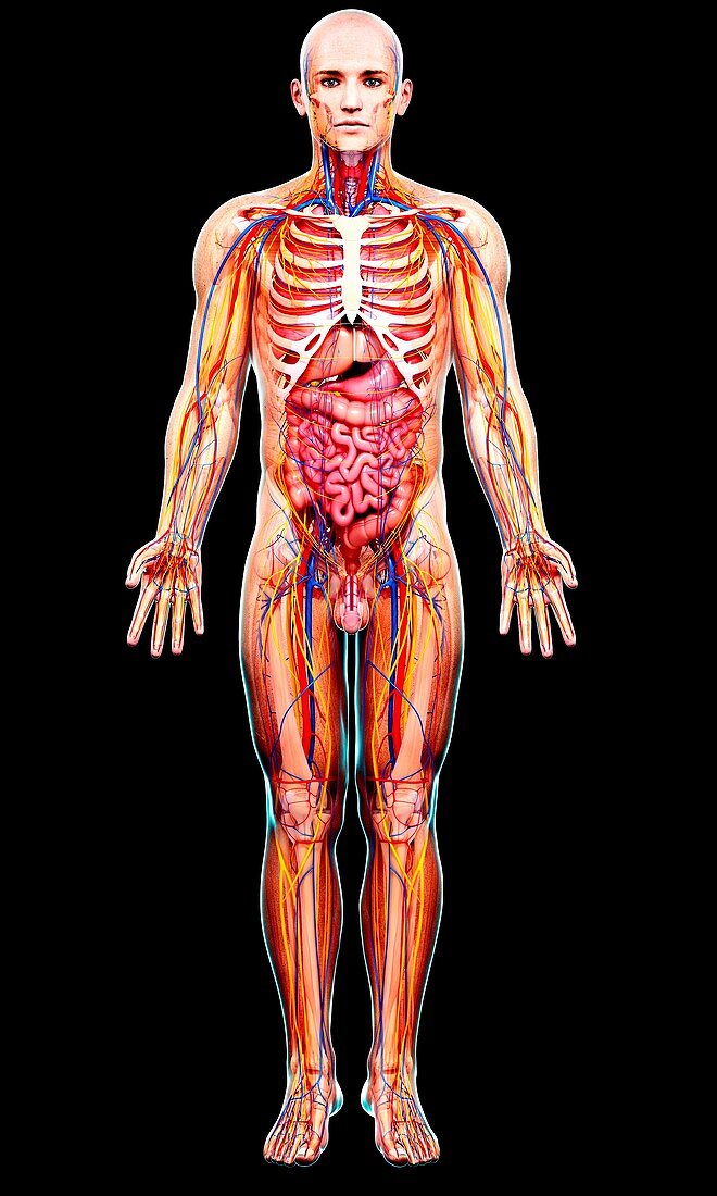 Male anatomy,artwork