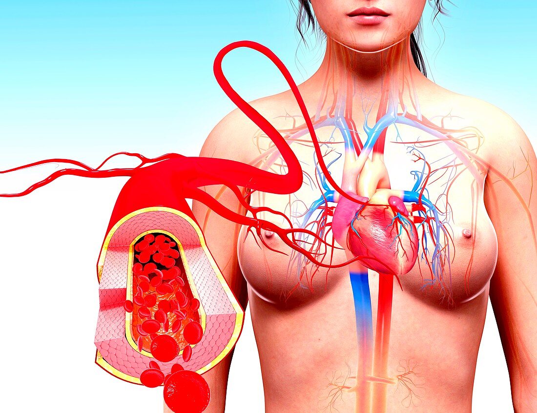 Female cardiovascular system,artwork