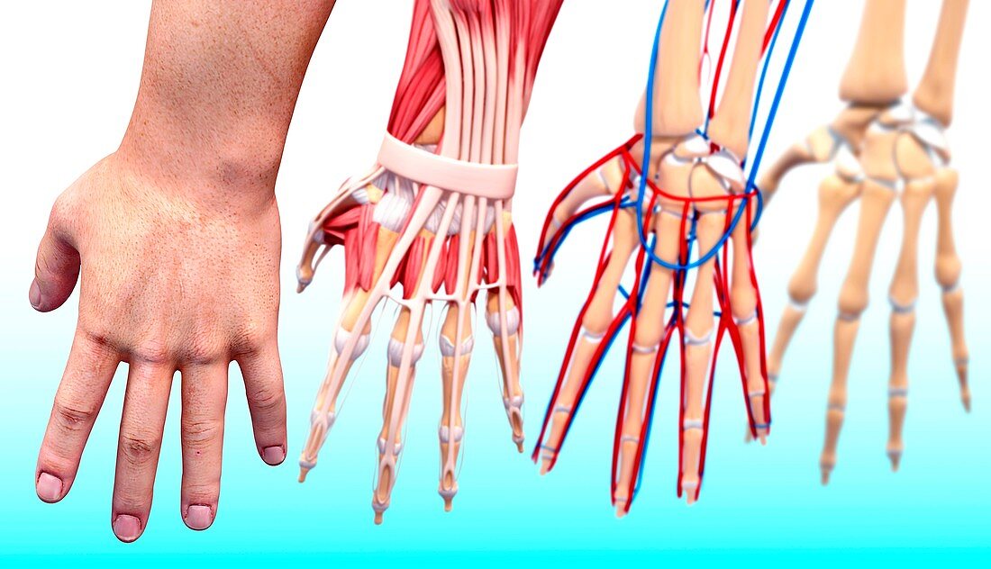 Human hand anatomy,artwork