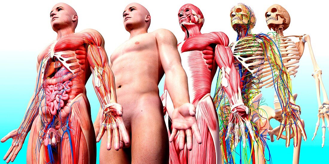 Male anatomy,artwork