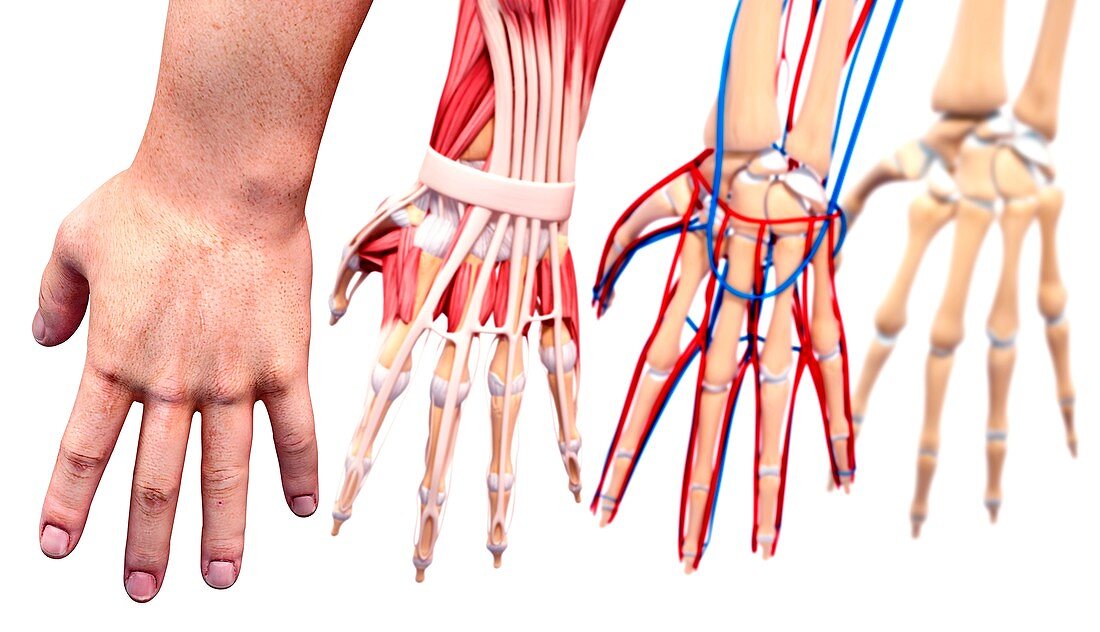 Human hand anatomy,artwork