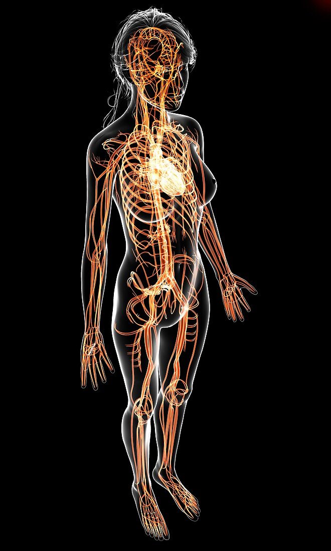 Female cardiovascular system,artwork