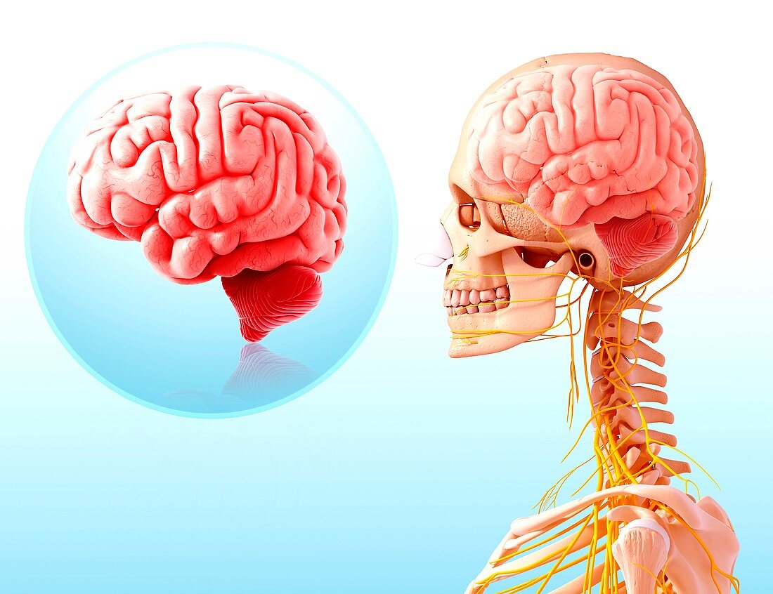 Human brain anatomy,artwork