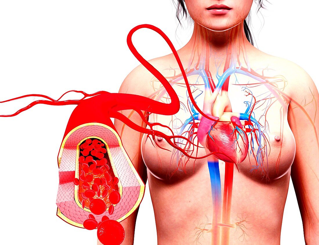 Female cardiovascular system,artwork