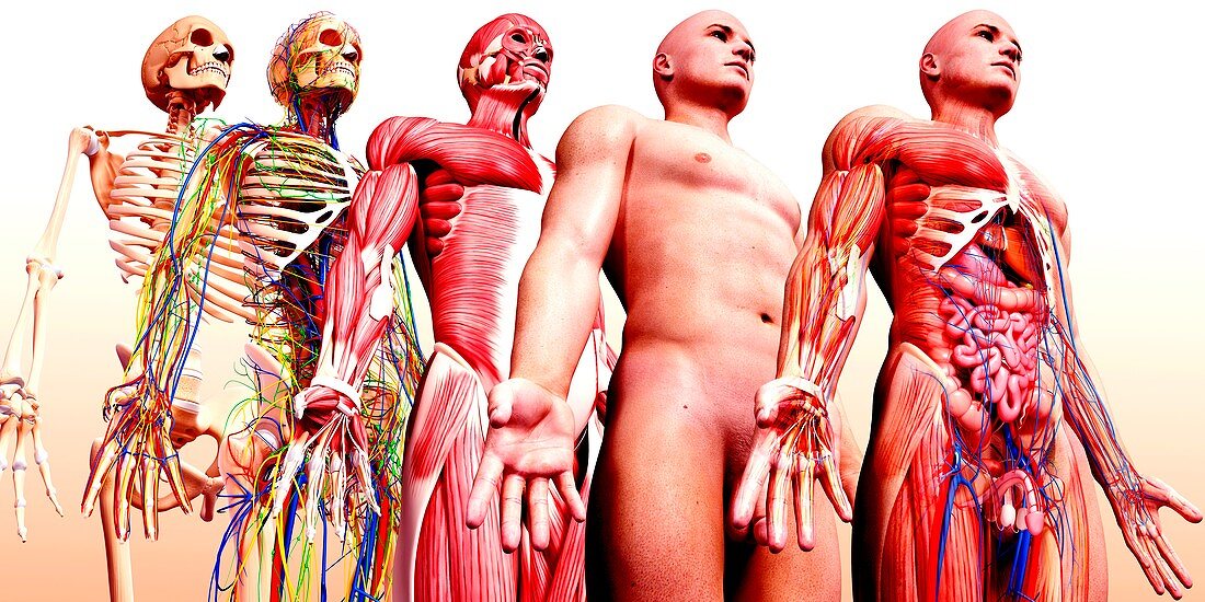 Male anatomy,artwork