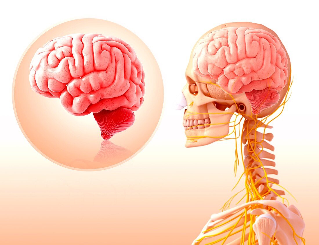 Human brain anatomy,artwork