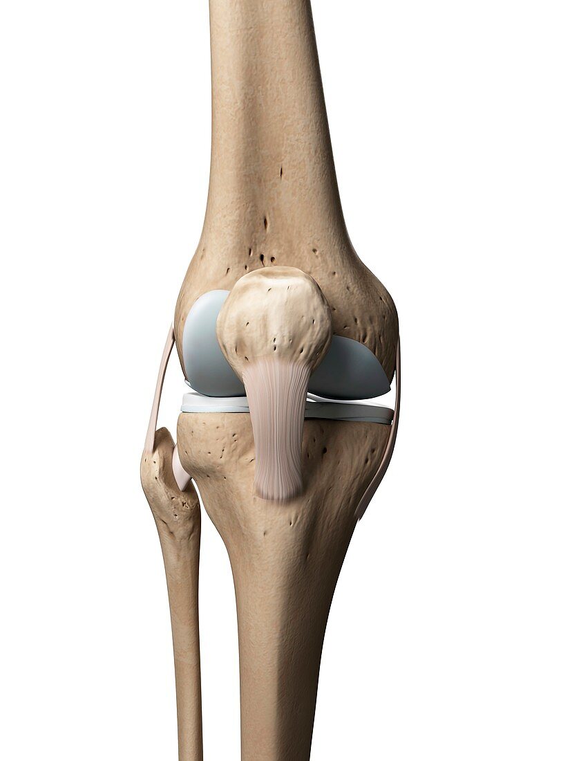 Knee anatomy,artwork