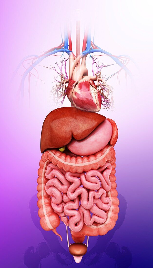 Human internal organs,artwork