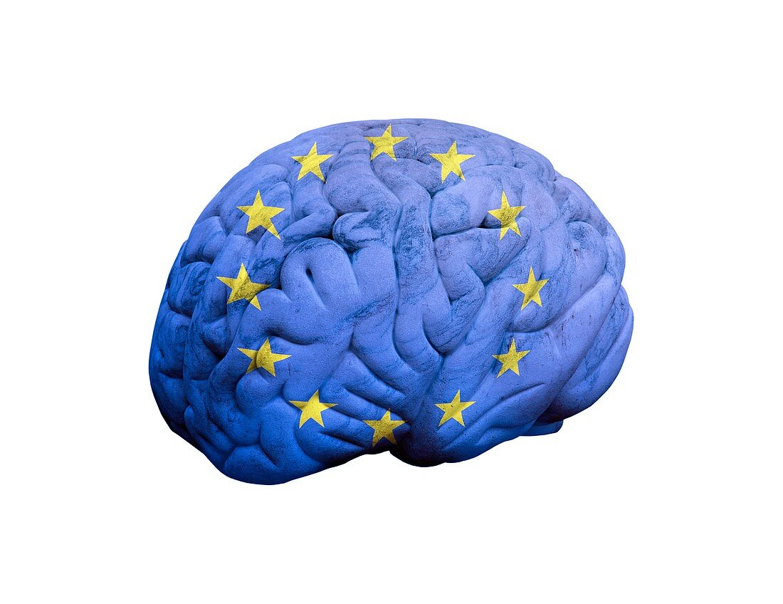 European brain,conceptual artwork