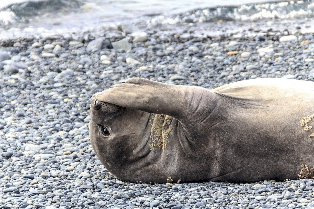 Weddell seal resting on shore,Antarctica