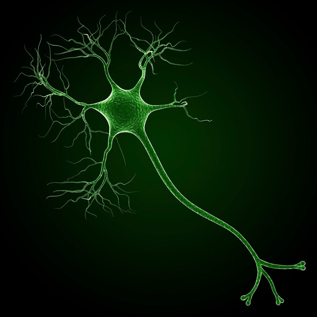 Nerve cell,artwork