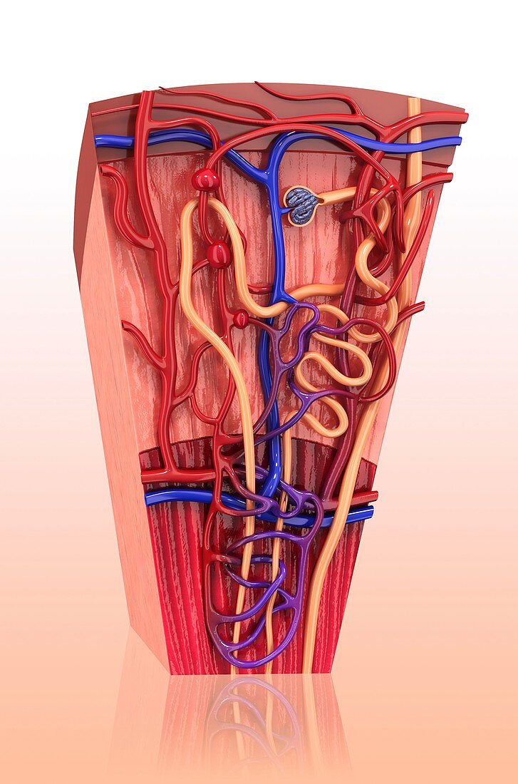 Human kidney nephron,artwork