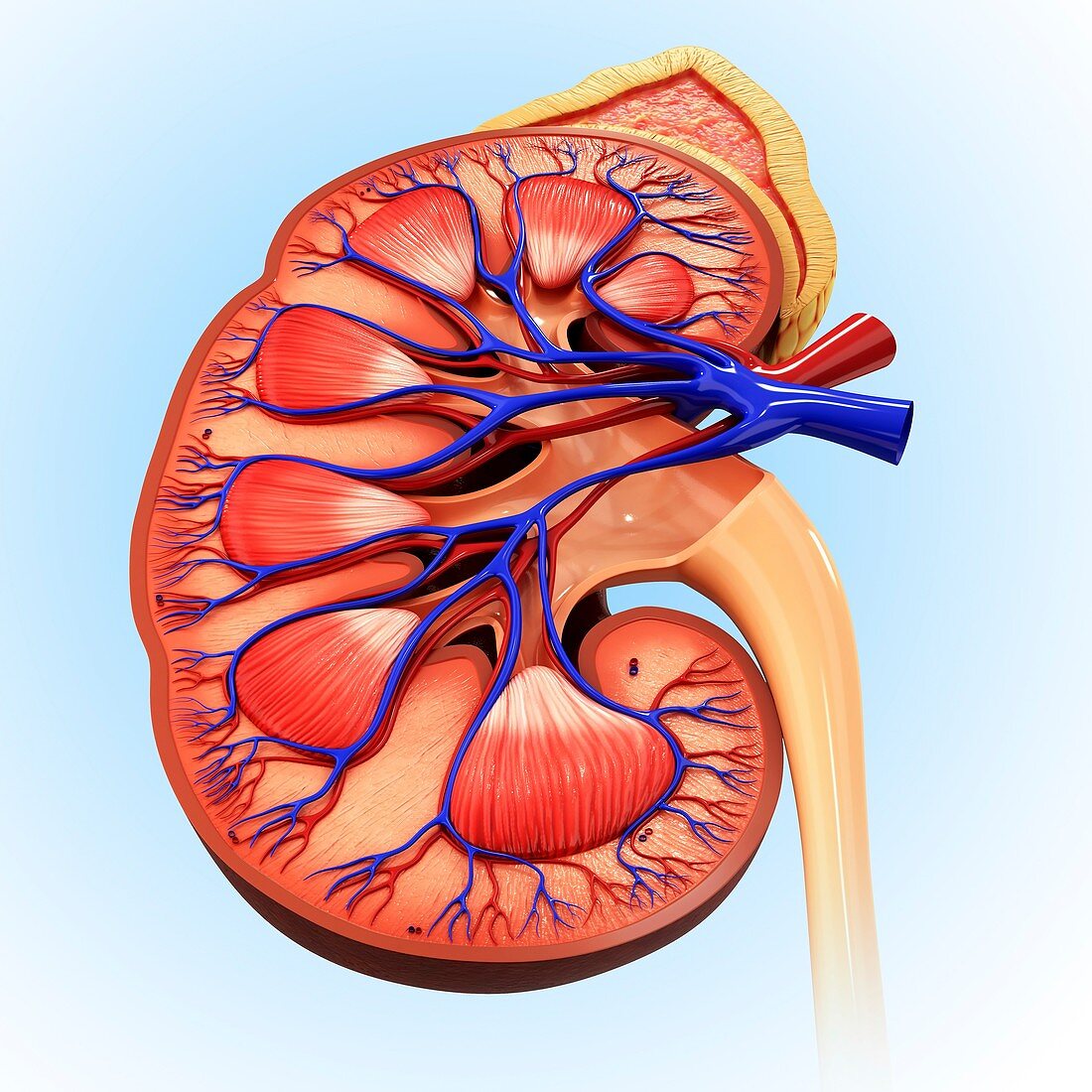 Human kidney,artwork