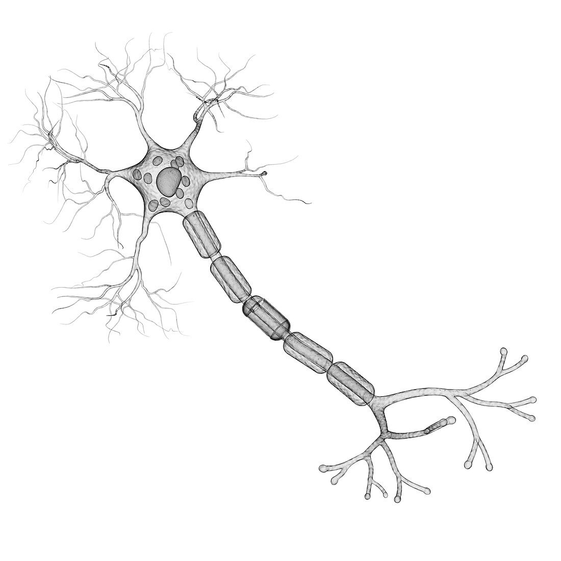 Nerve cell,artwork