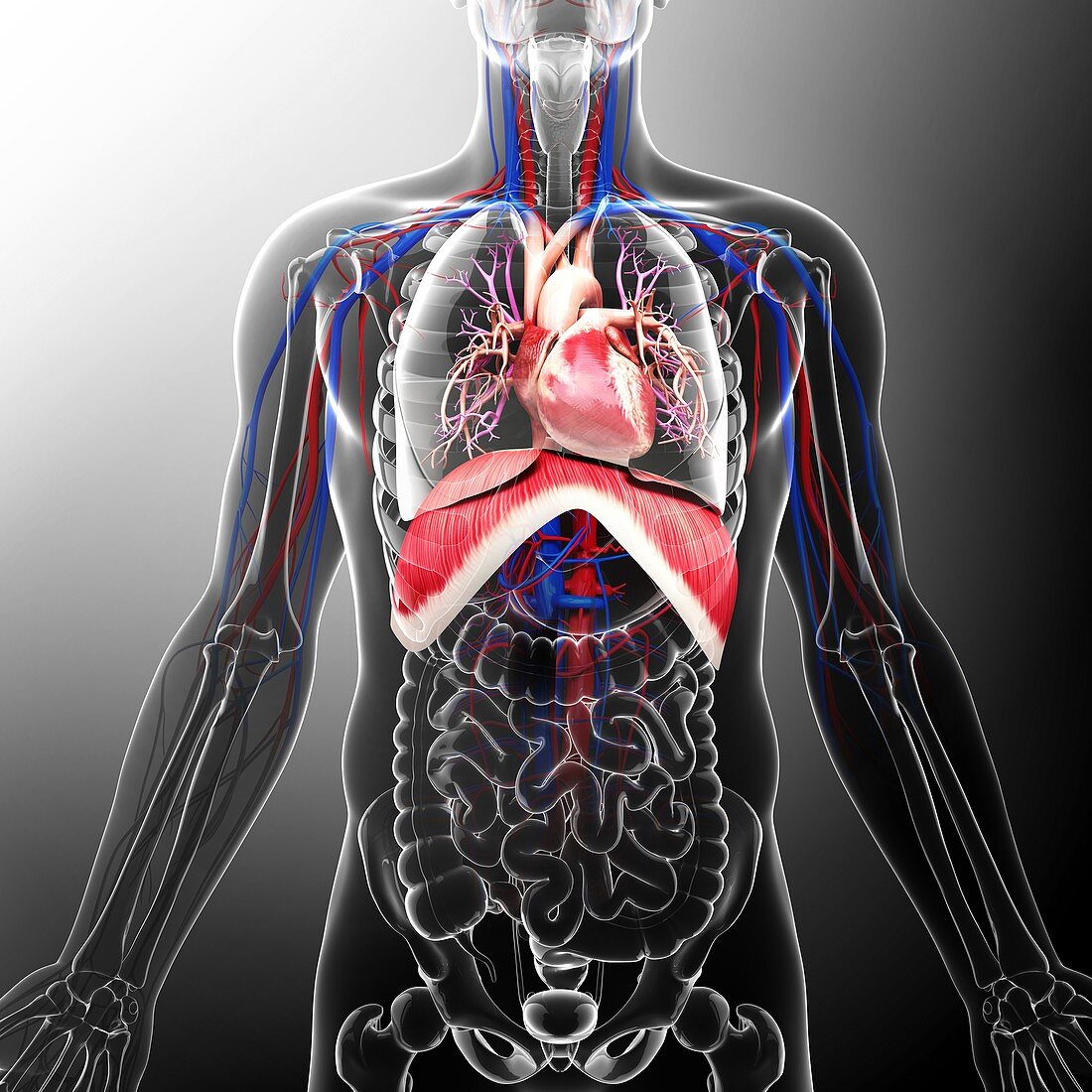 Human cardiovascular system,artwork