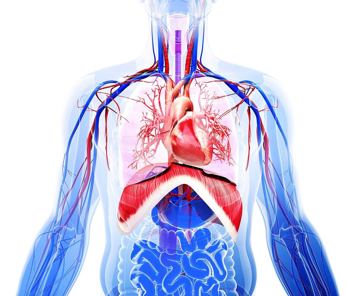 Human respiratory system,artwork