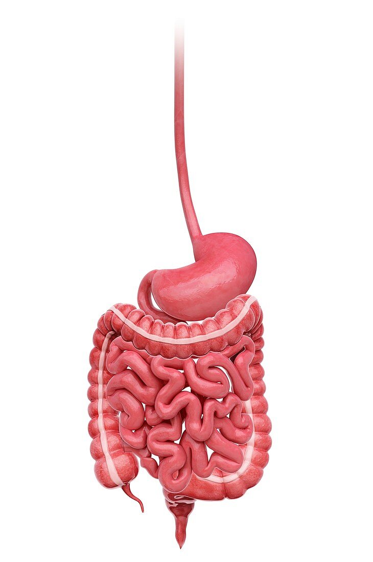 Human digestive system,artwork