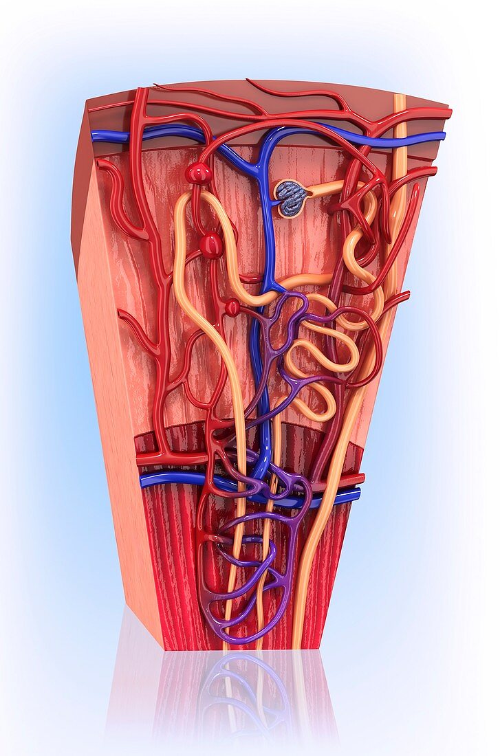 Human kidney nephron,artwork