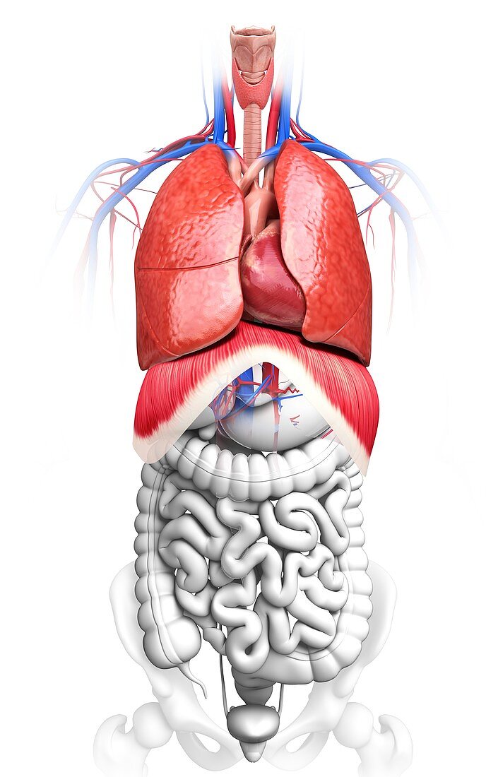 Human respiratory system,artwork