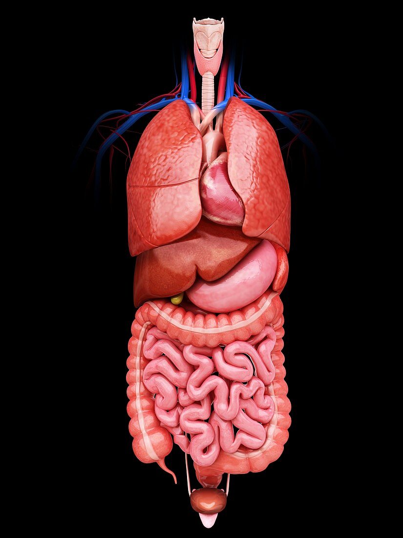 Human internal organs,artwork