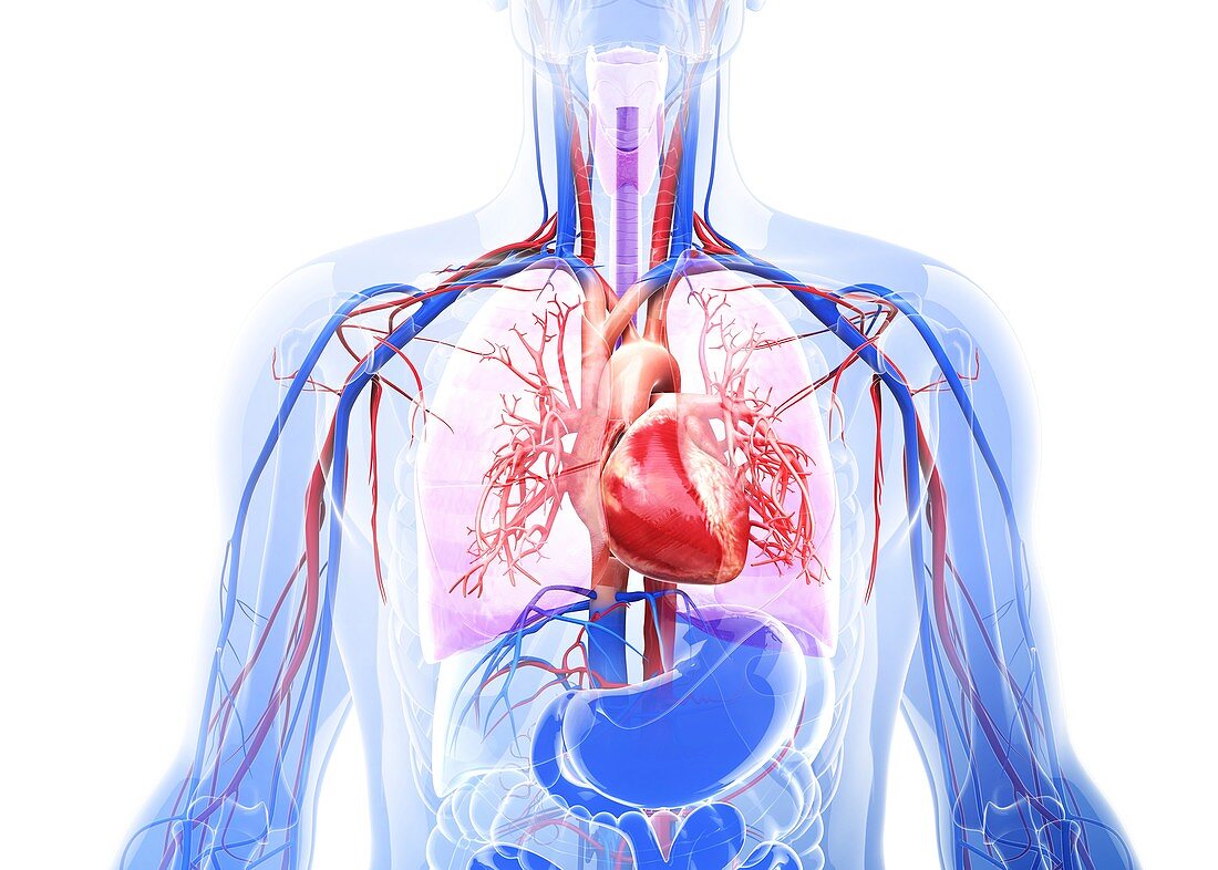 Human respiratory system,artwork