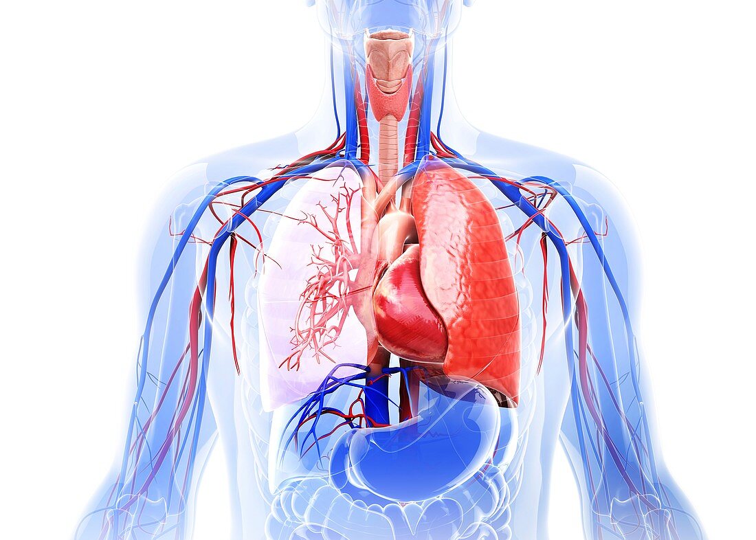 Human cardiovascular system,artwork