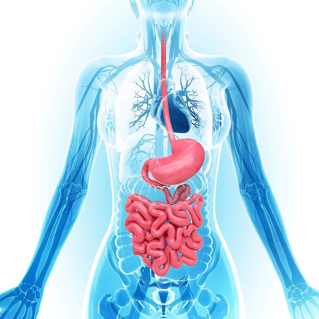 Human digestive system,artwork