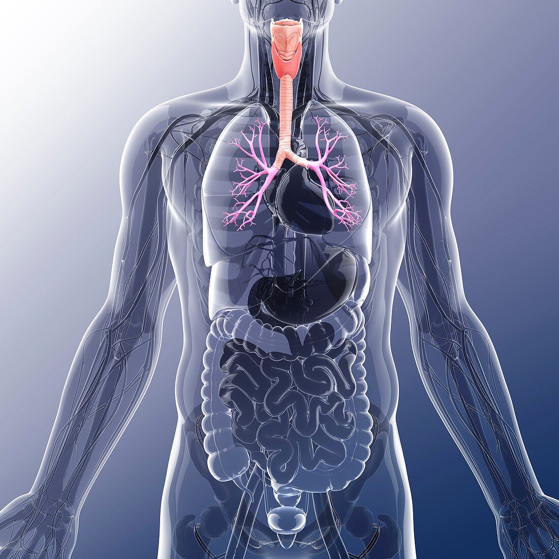 Human cardiovascular system,artwork