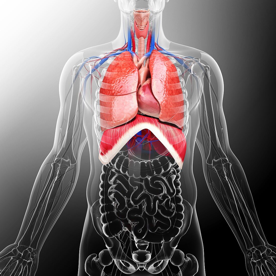 Human respiratory system,artwork