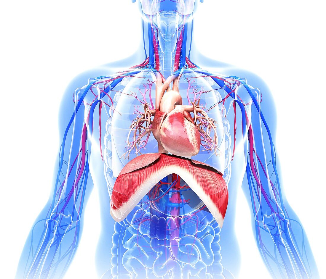 Human cardiovascular system,artwork