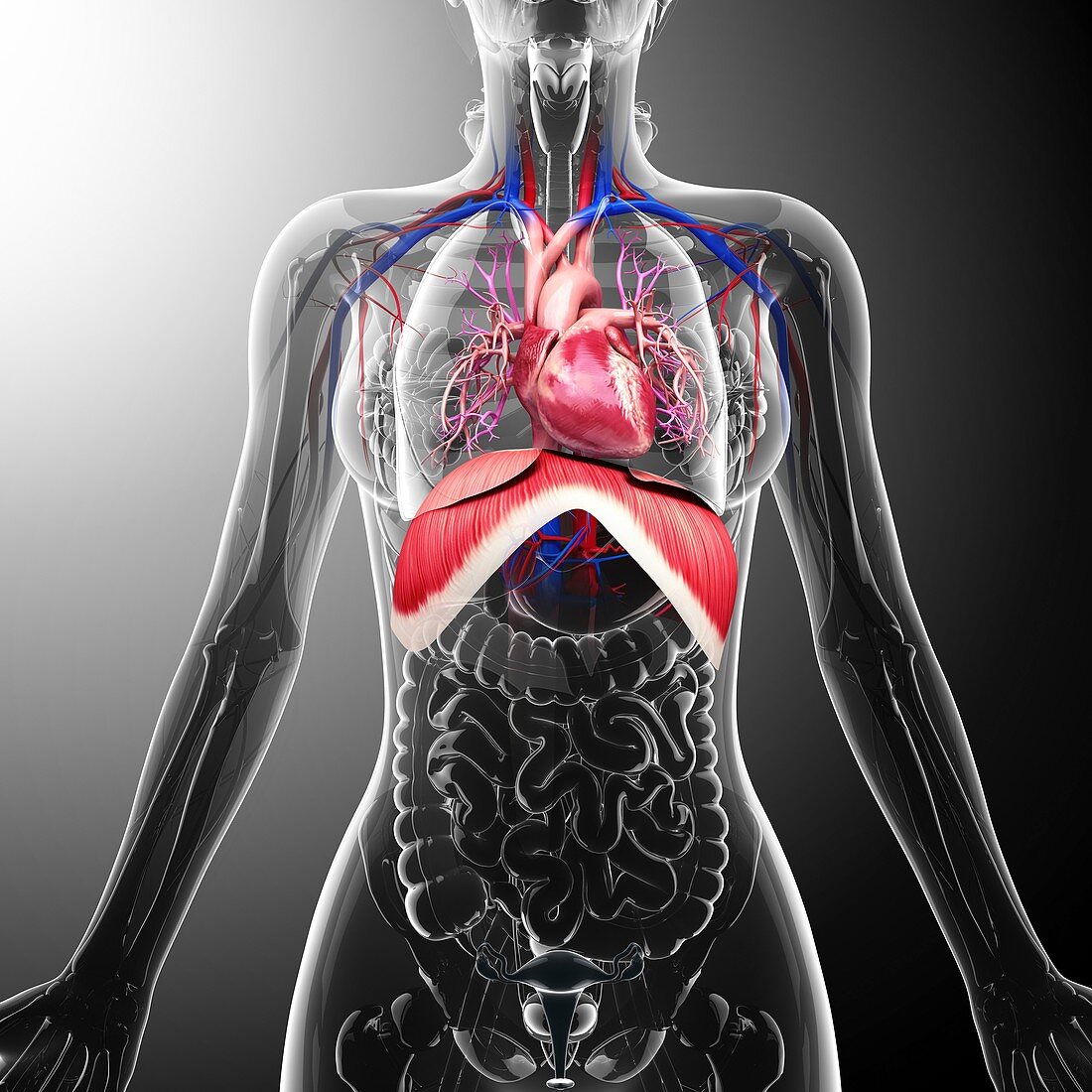 Human respiratory system,artwork