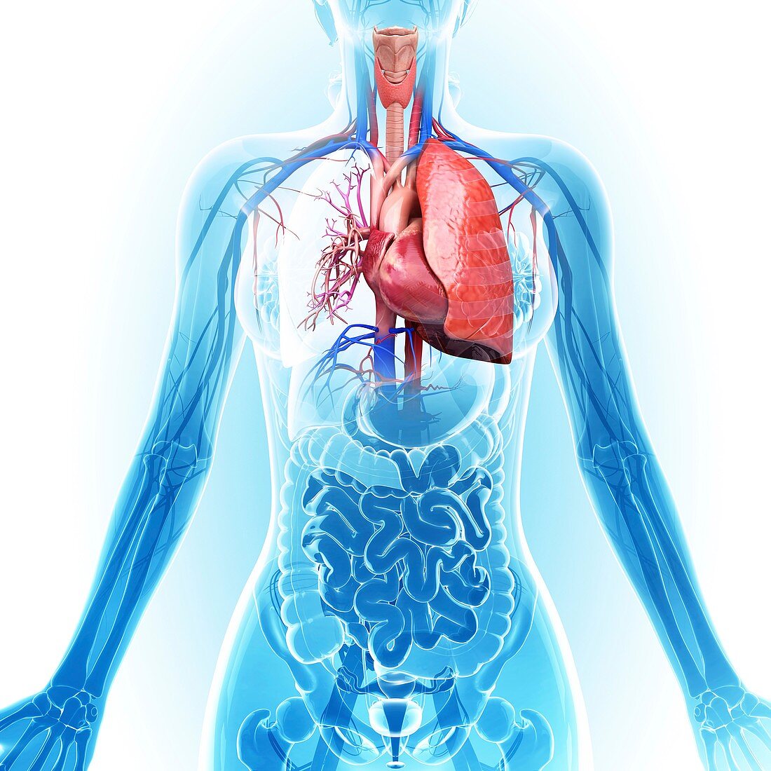 Human cardiovascular system,artwork