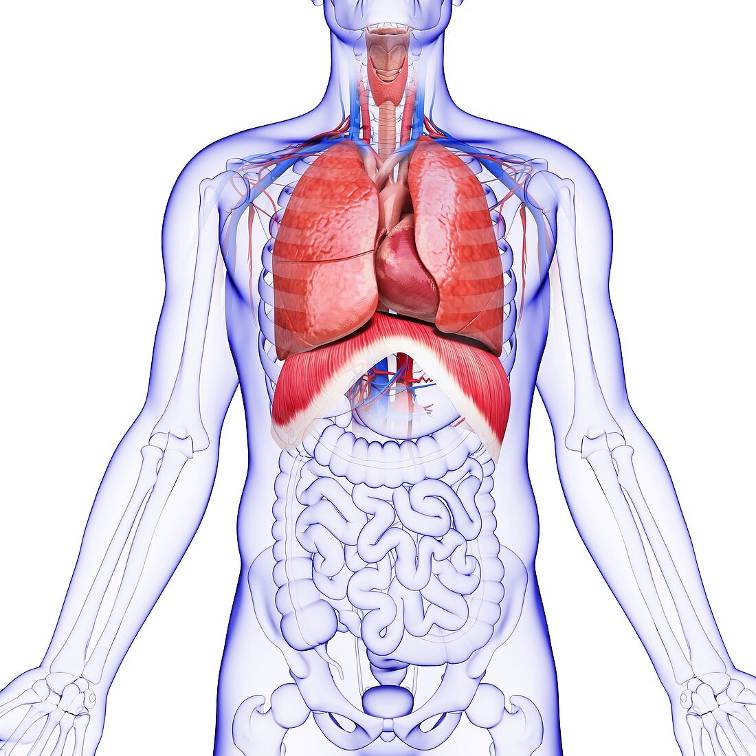 Human respiratory system,artwork