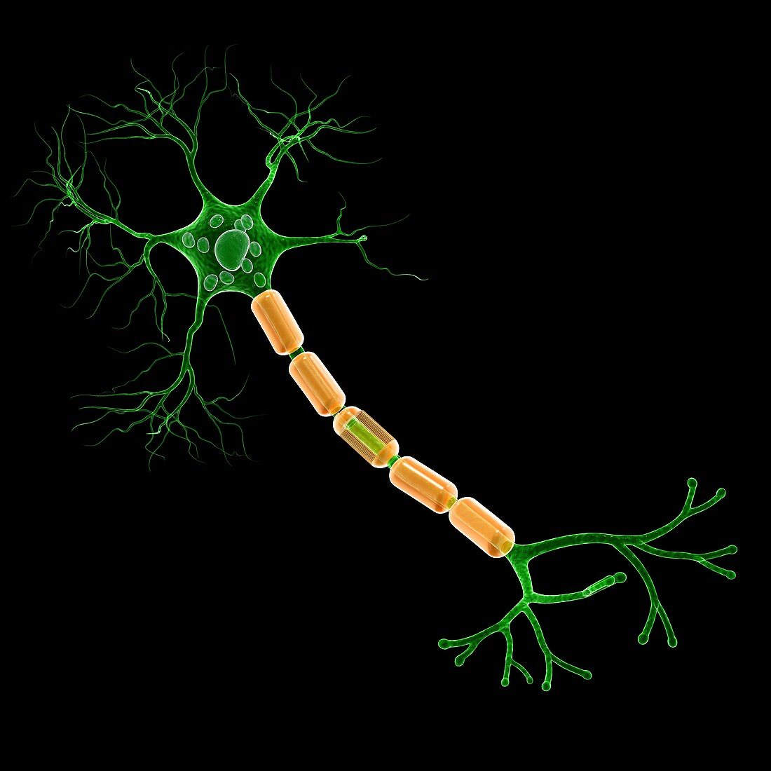 Human nerve cell,artwork