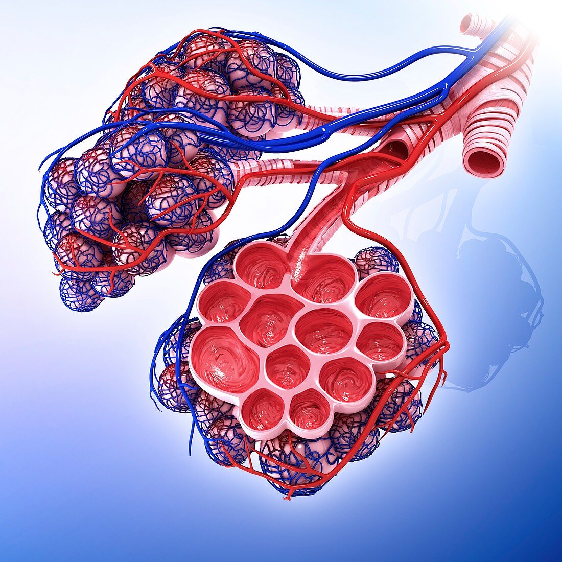 Human alveoli,artwork