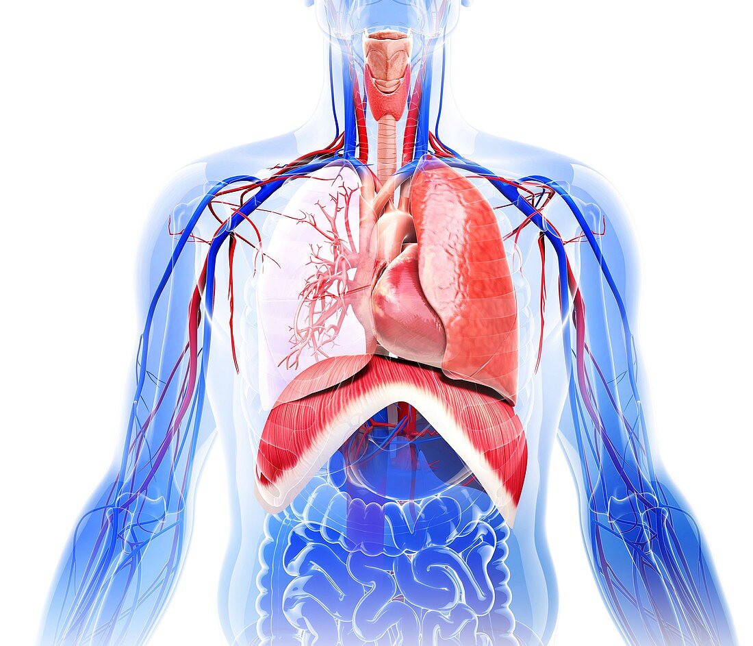 Human cardiovascular system,artwork