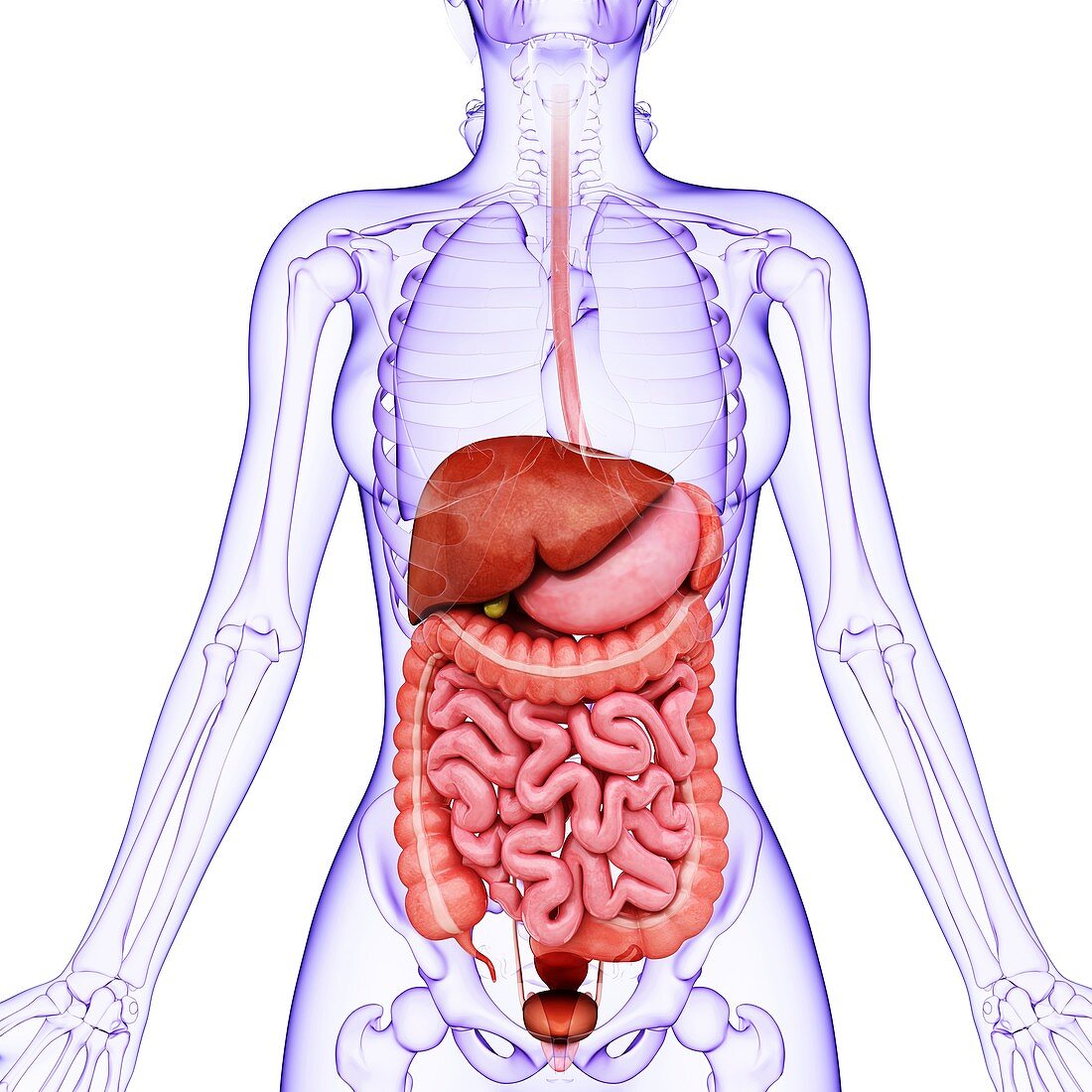 Human digestive system,artwork