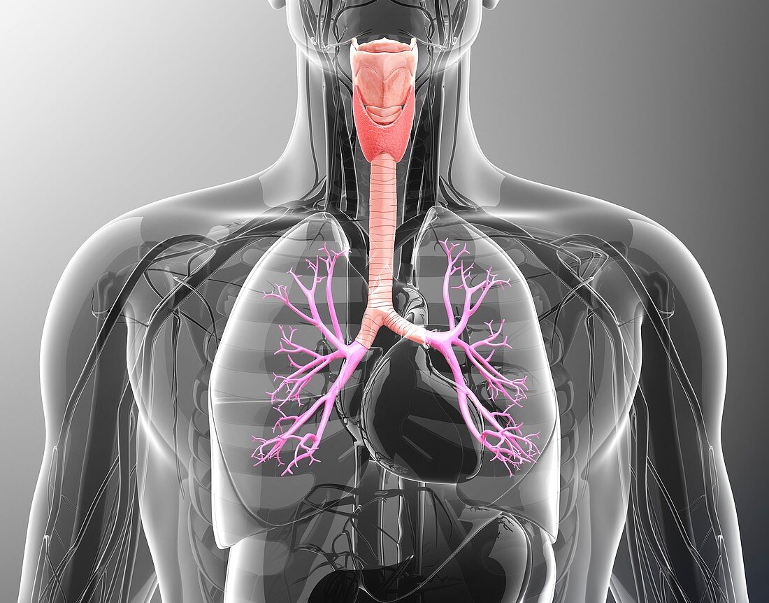 Human respiratory system,artwork