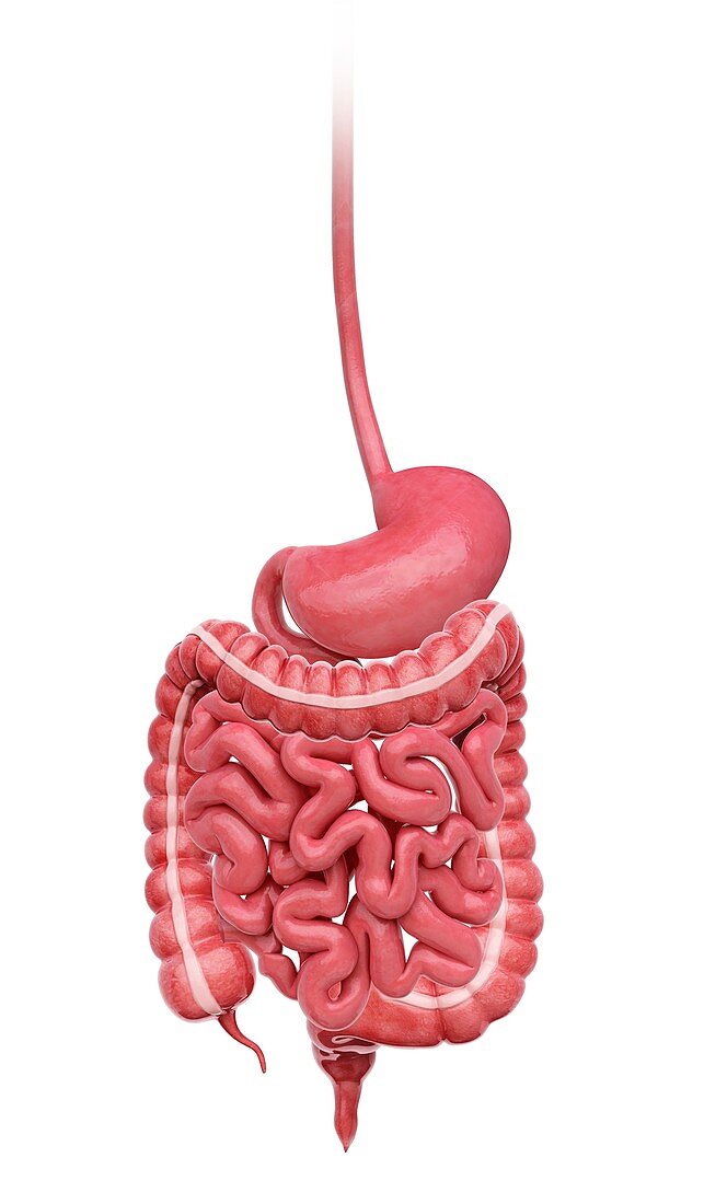 Human digestive system,artwork