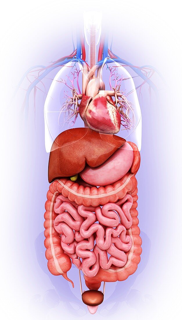 Human digestive system,artwork