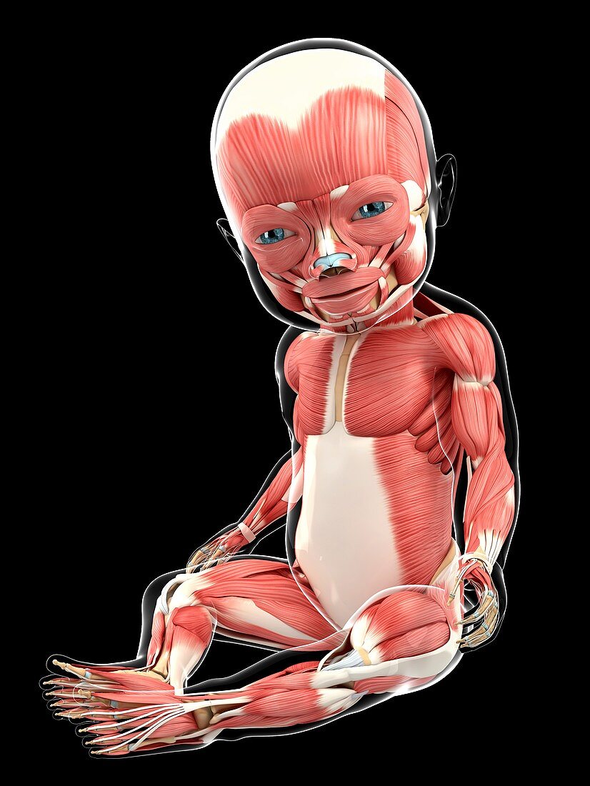 Baby's muscular system,artwork