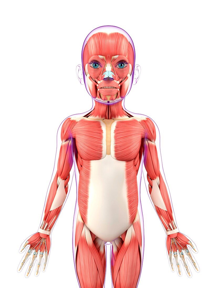 Child's muscular system,artwork