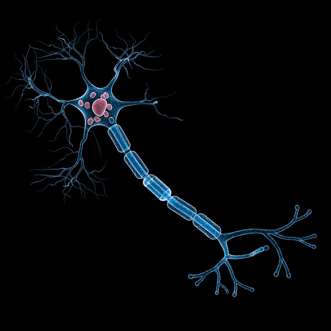 Nerve cell,artwork