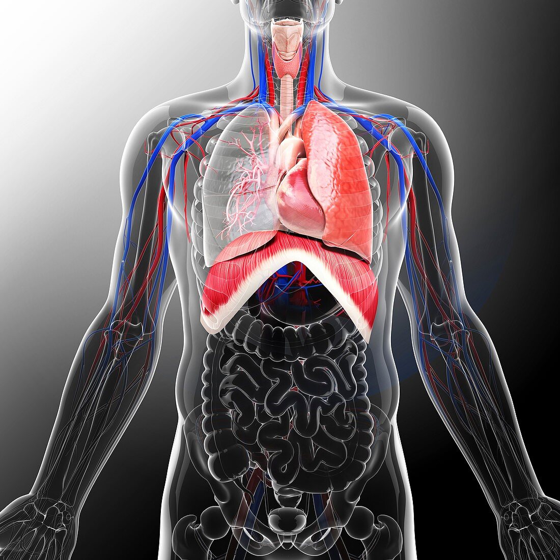 Human respiratory system,artwork