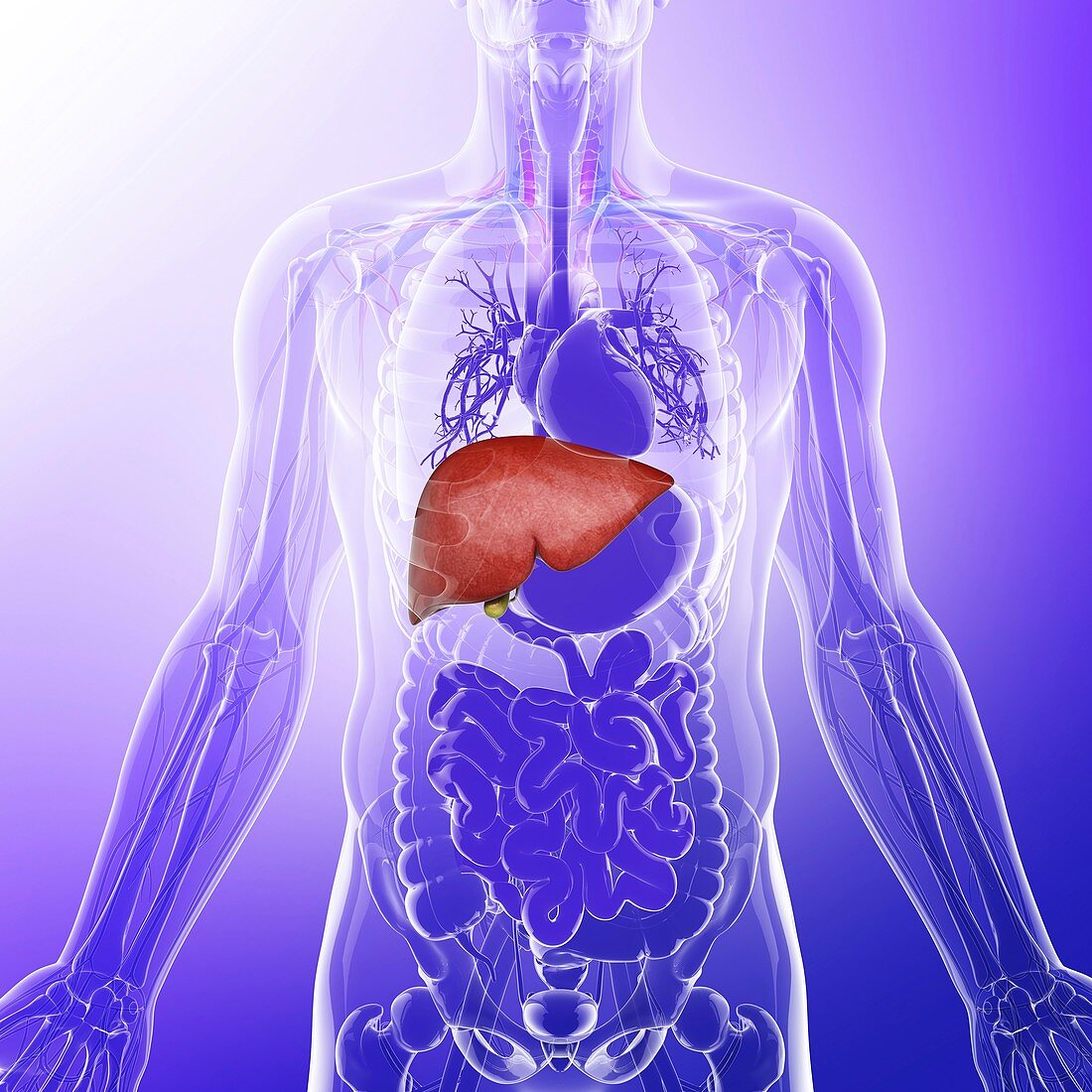 Human liver,artwork