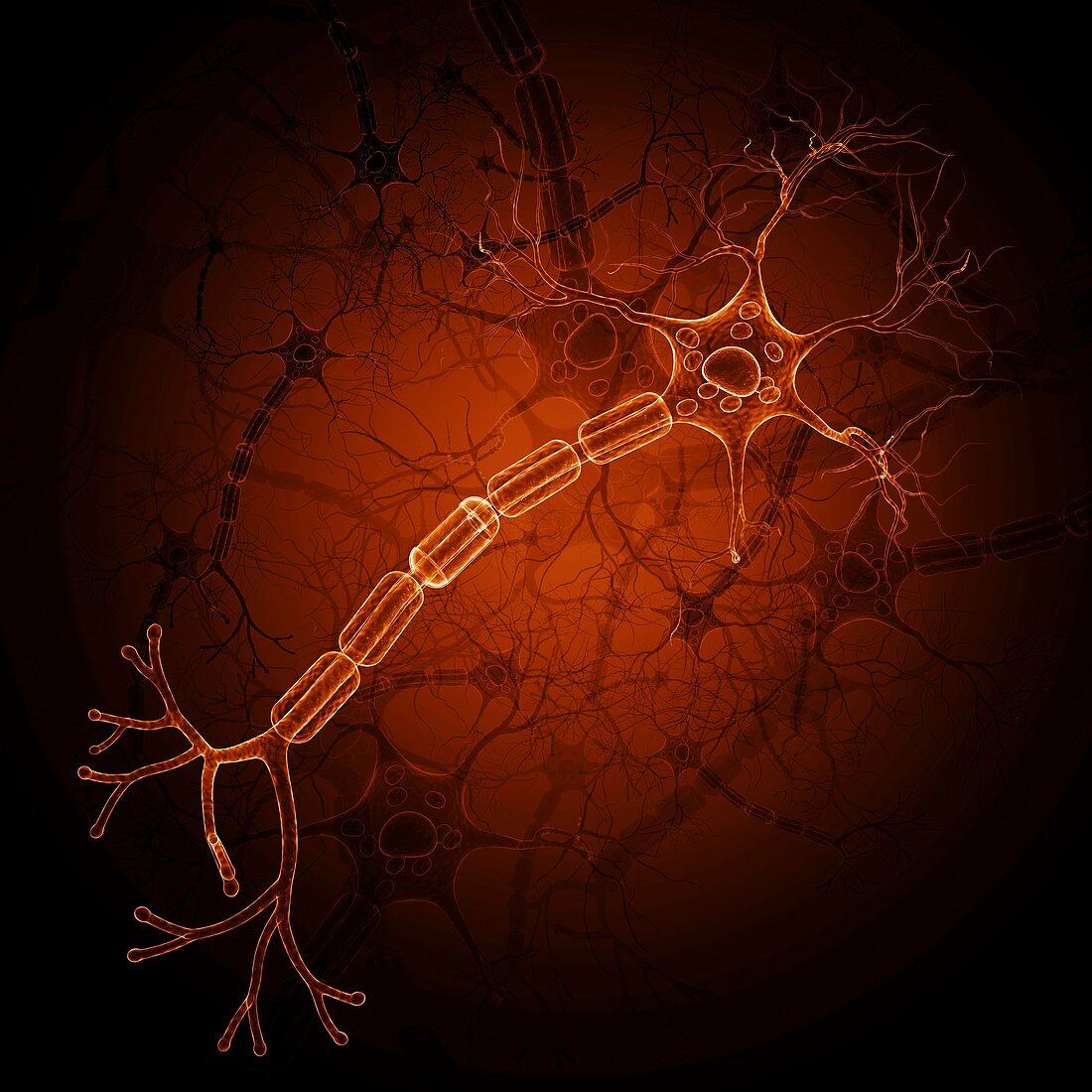 Nerve cell,artwork